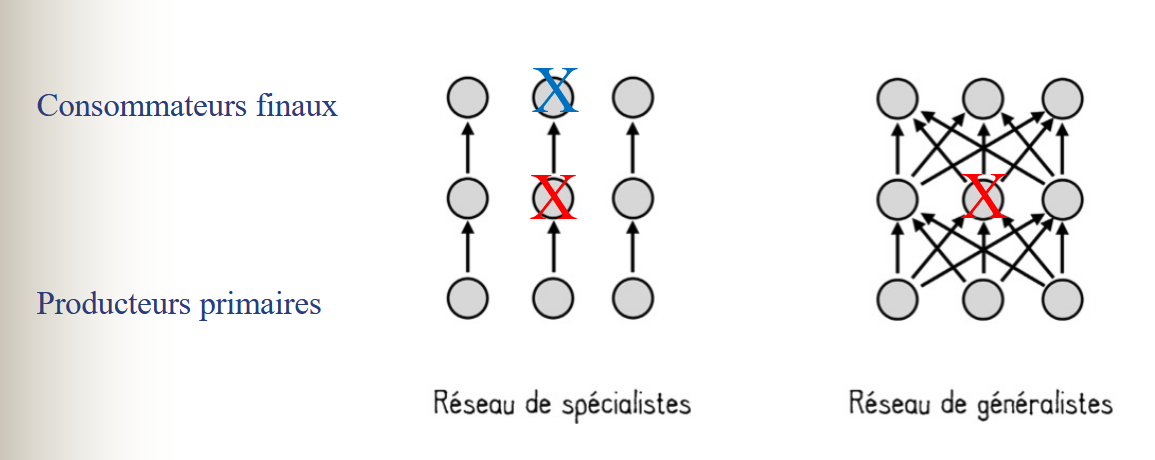 Schéma spécialistes et généralistes