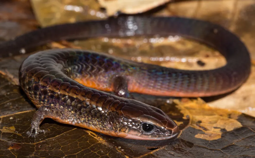 Squamates d'Amazonie