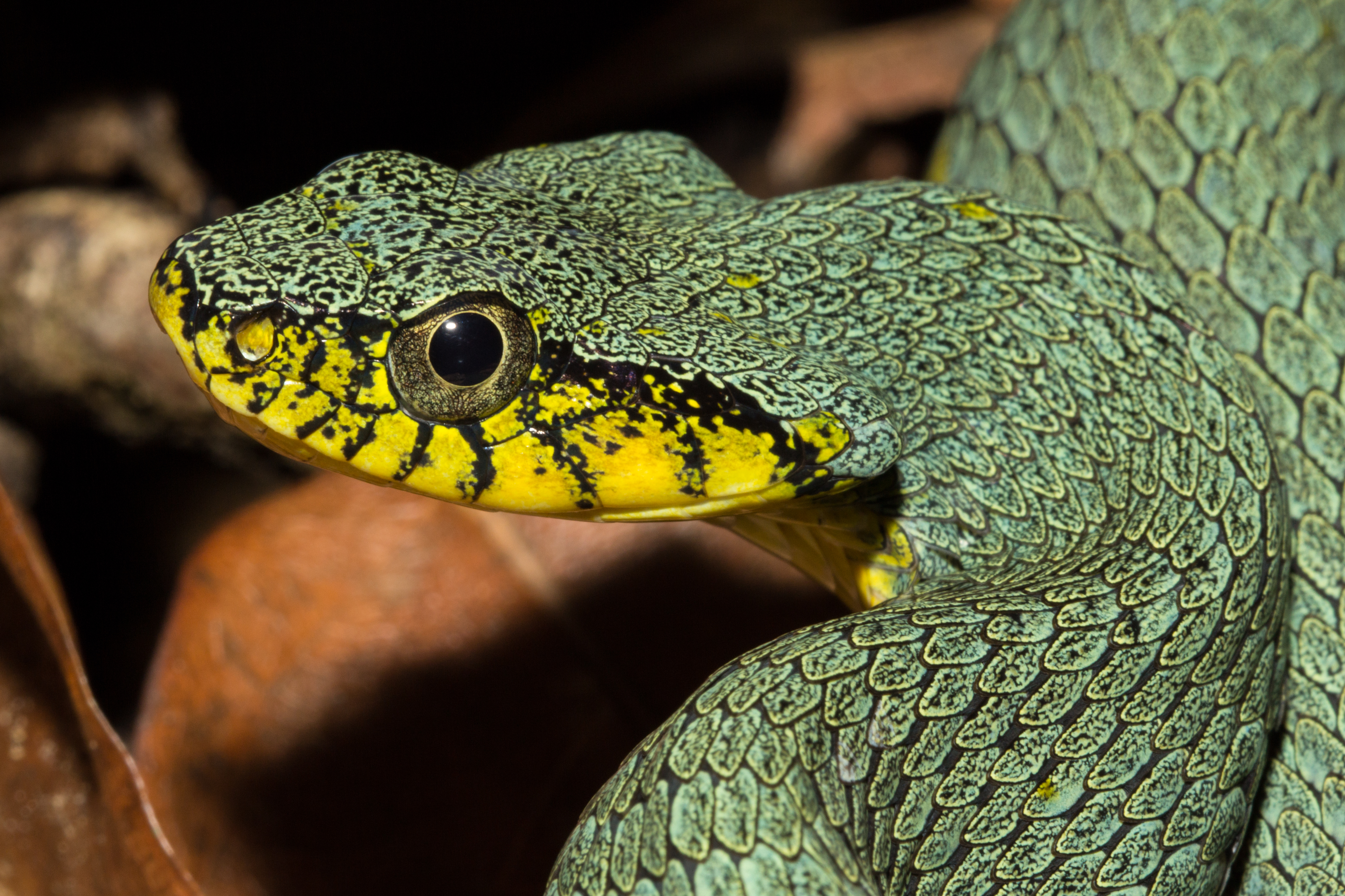 Squamates d'Amazonie